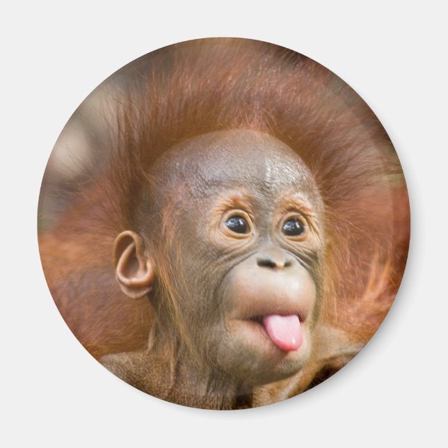 Monkey business 2 magnet (Front)