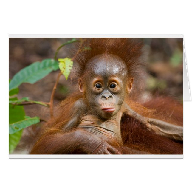 Monkey business 3 (Front Horizontal)