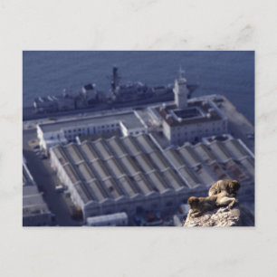 Monkey Business In Gibraltar Postcard