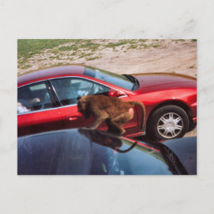 Monkey Business Postcard