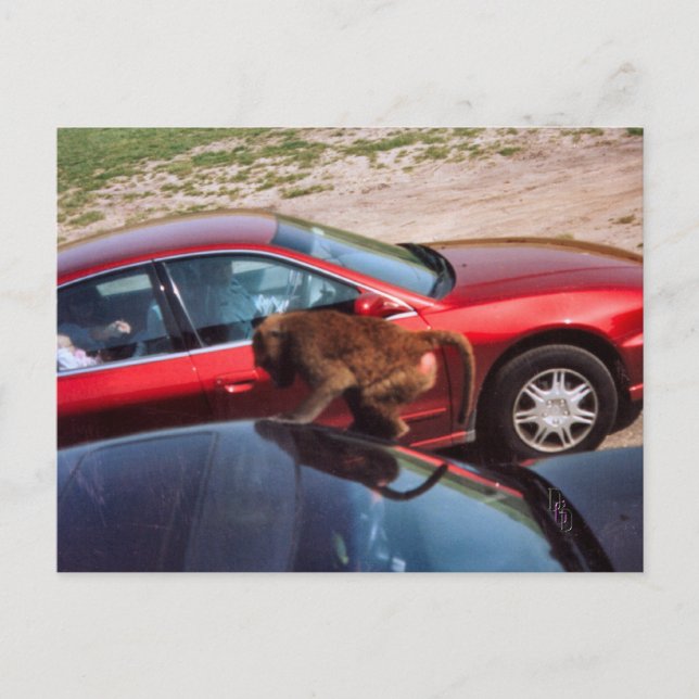 Monkey Business Postcard (Front)