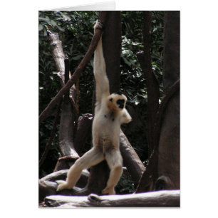Monkey Card