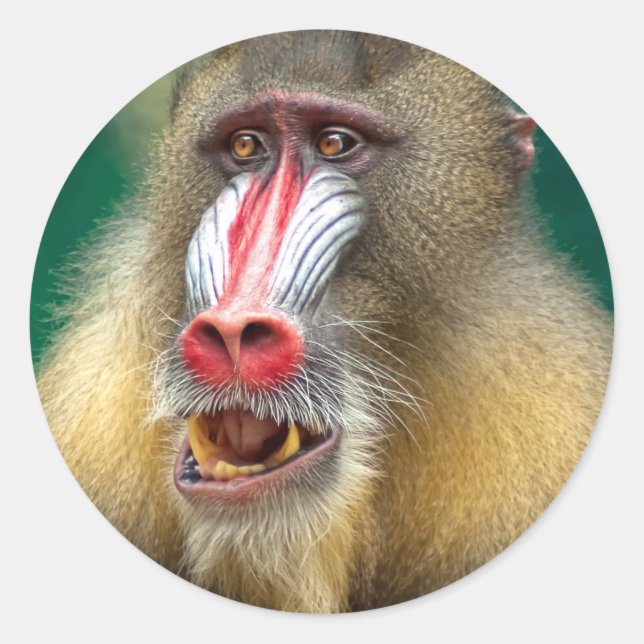 Monkey Classic Round Sticker (Front)