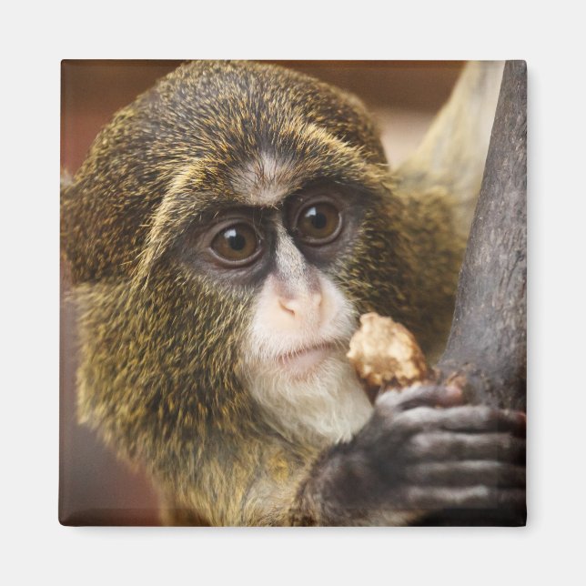 Monkey Climbing Tree Photo Magnet (Front)