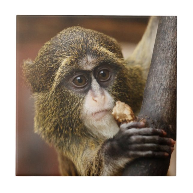 Monkey Climbing Tree Photo Tile (Front)