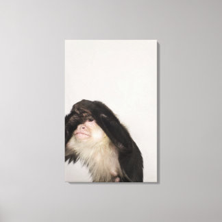 Monkey covering its eyes canvas print