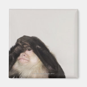 Monkey covering its eyes magnet