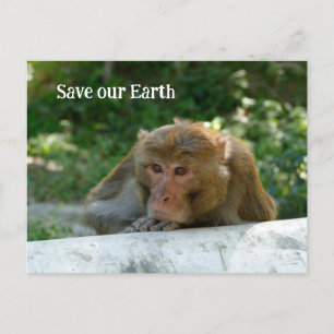 Monkey - Grandfather Postcard