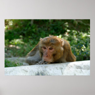 Monkey - Grandfather Poster