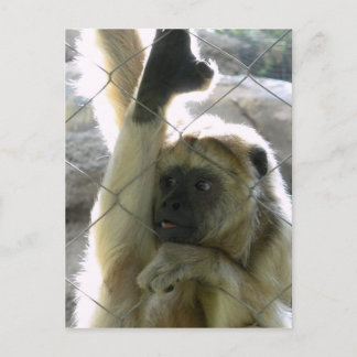 Monkey Greeter Postcard