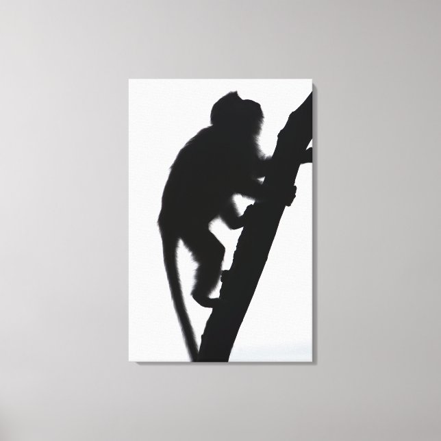 Monkey in a tree, Railay peninsula, Canvas Print (Front)