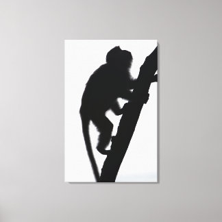 Monkey in a tree, Railay peninsula, Canvas Print