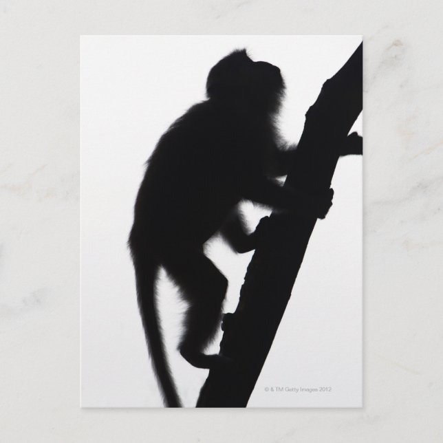Monkey in a tree, Railay peninsula, Postcard (Front)