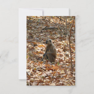 Monkey in Dry Season