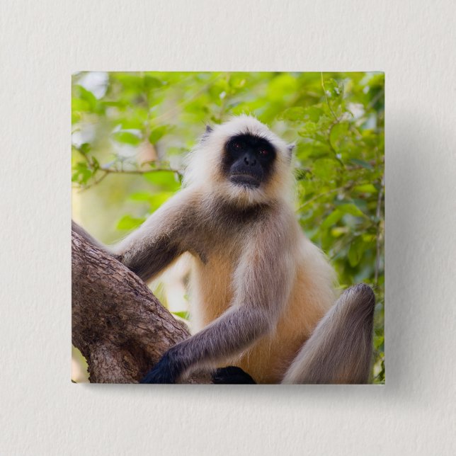 Monkey in jungle of Ranthambore National Park 15 Cm Square Badge (Front)