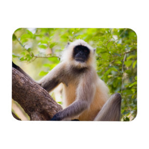 Monkey in jungle of Ranthambore National Park Magnet