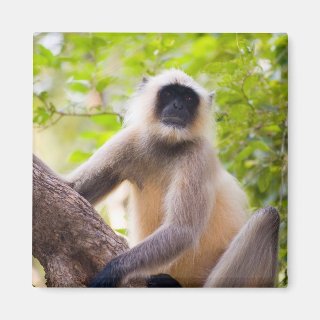 Monkey in jungle of Ranthambore National Park Magnet (Front)