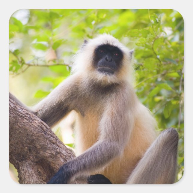 Monkey in jungle of Ranthambore National Park Square Sticker (Front)