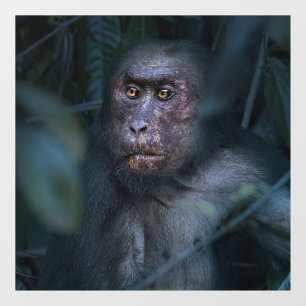 Monkey in the Jungle