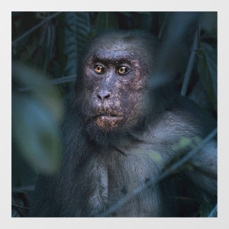 Monkey in the Jungle