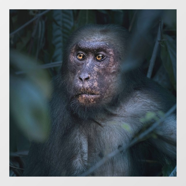 Monkey in the Jungle (Sheet)