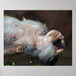 Monkey just chill poster