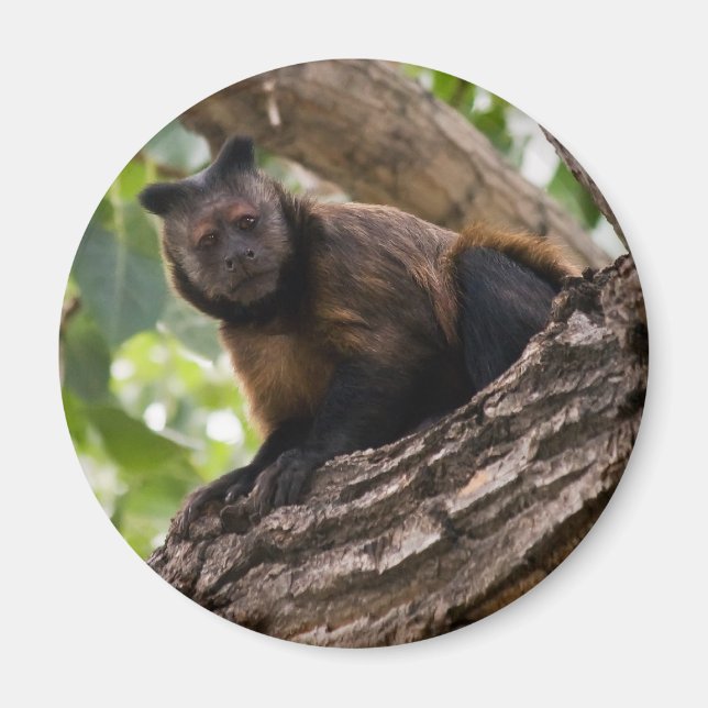 Monkey magnet (Front)