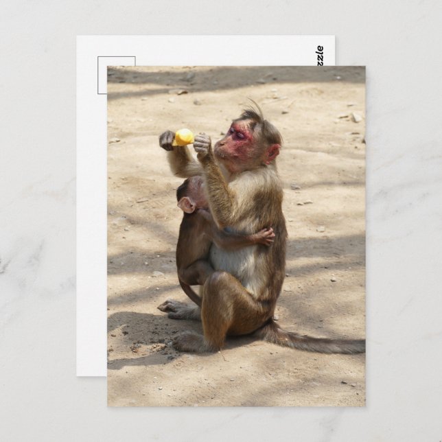 Monkey - Mothers Breakfast Postcard (Front/Back)