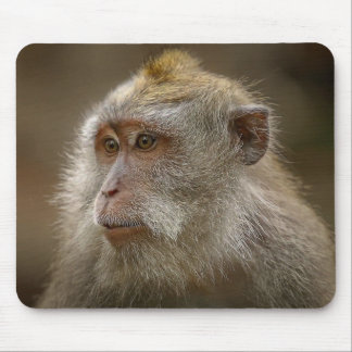 Monkey mouse pad