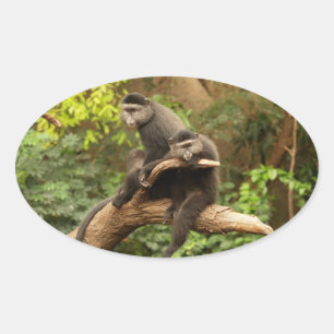 Monkey Oval Sticker