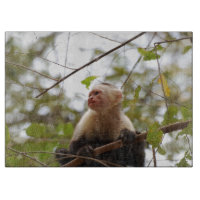 Monkey Photography, White Faced Capuchin