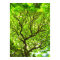 Monkey Pod Tree