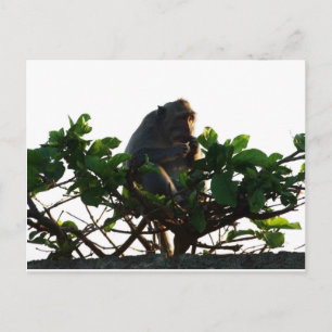 Monkey Postcard
