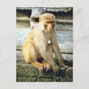 Monkey Postcard