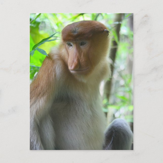 Monkey Postcard (Front)