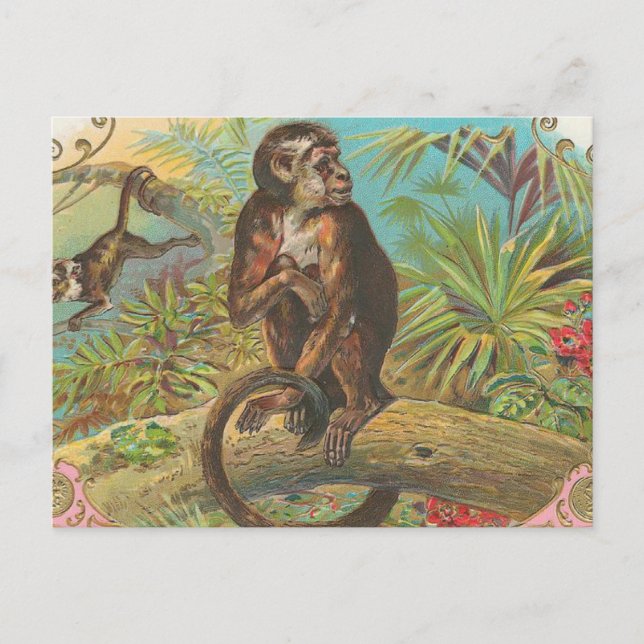 Monkey Postcard (Front)