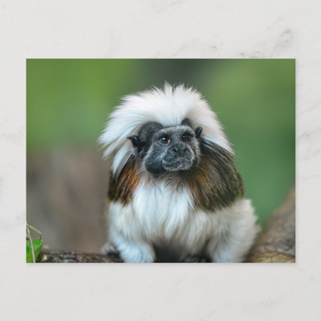 Monkey Postcard (Front)