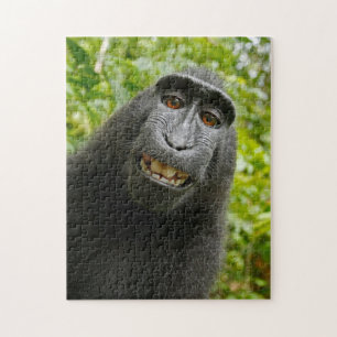 monkey puzzle