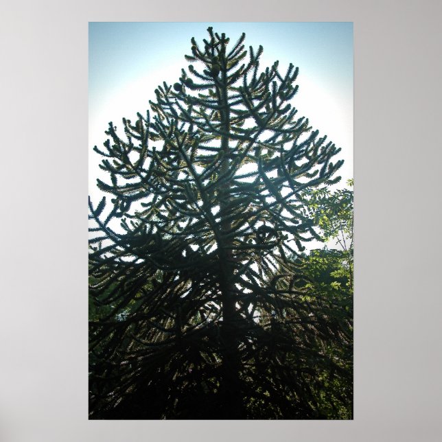 Monkey Puzzle Poster (Front)