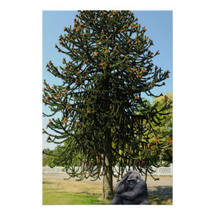 Monkey Puzzle. Poster