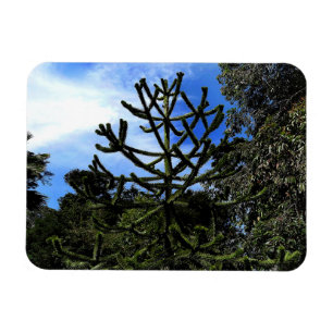 Monkey Puzzle Tree #1 Magnet