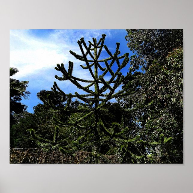 Monkey Puzzle Tree #1 Poster (Front)