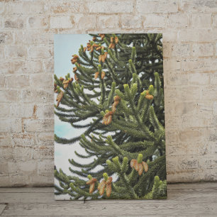 Monkey Puzzle Tree Photographic Canvas Print