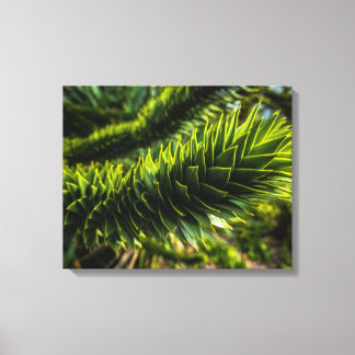 Monkey Puzzle Tree - Tree Photography Canvas Print