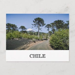 Monkey puzzle trees near volcano in chile postcard