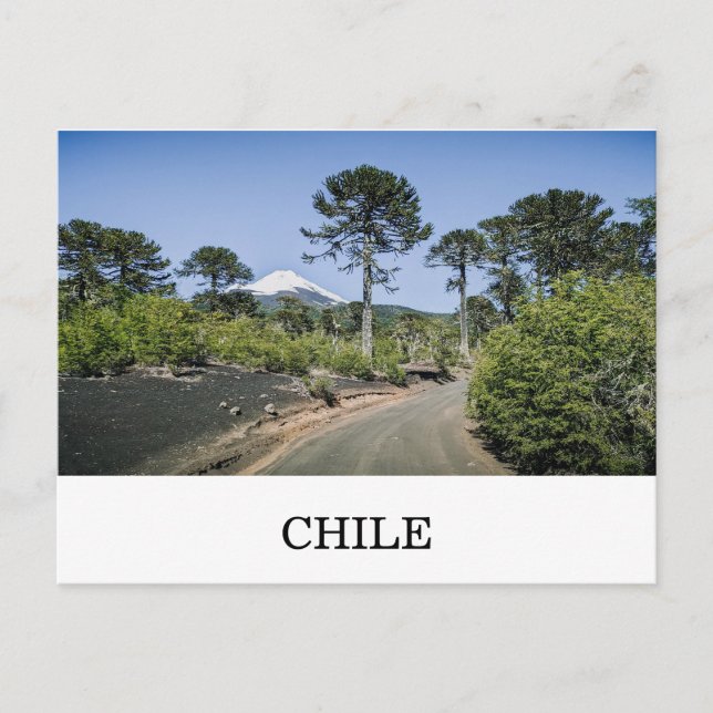 Monkey puzzle trees near volcano in chile postcard (Front)