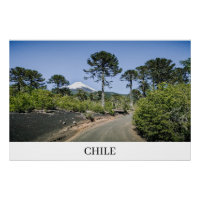 Monkey puzzle trees near volcano in chile