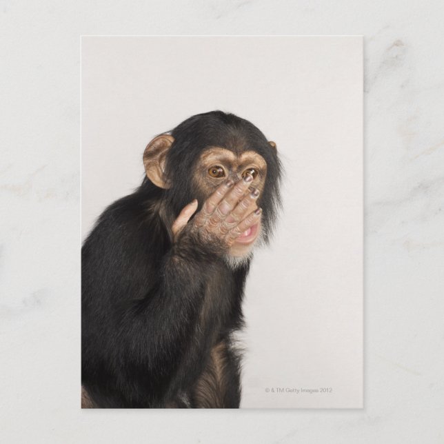 Monkey rubbing its face postcard (Front)
