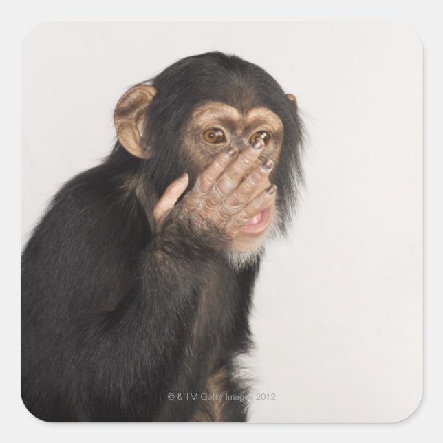 Monkey rubbing its face square sticker (Front)
