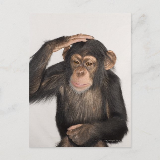 Monkey scratching its head postcard (Front)